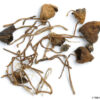 Liberty cap spores